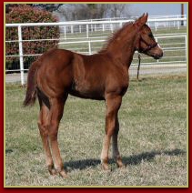 Mr Elusive x Innocent Touch Filly 4087.jpg
